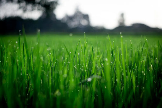 Artificial Vs. Real Grass: Benefits of Each